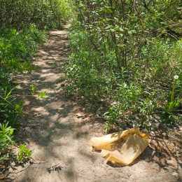 Litter on a nature trail in Hanlan's Point Beach.